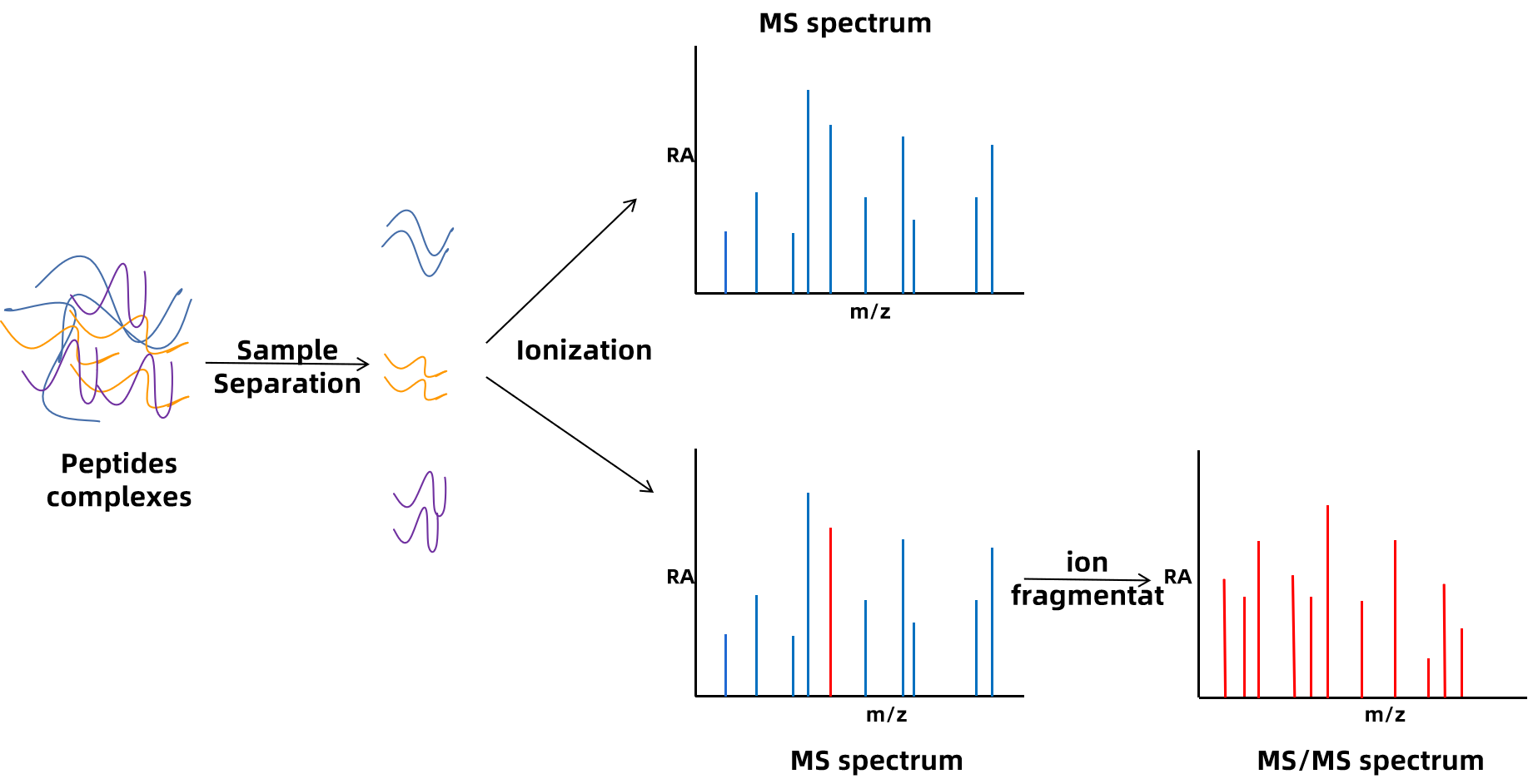 peptide-mass-spectrometric-identification-service1.png