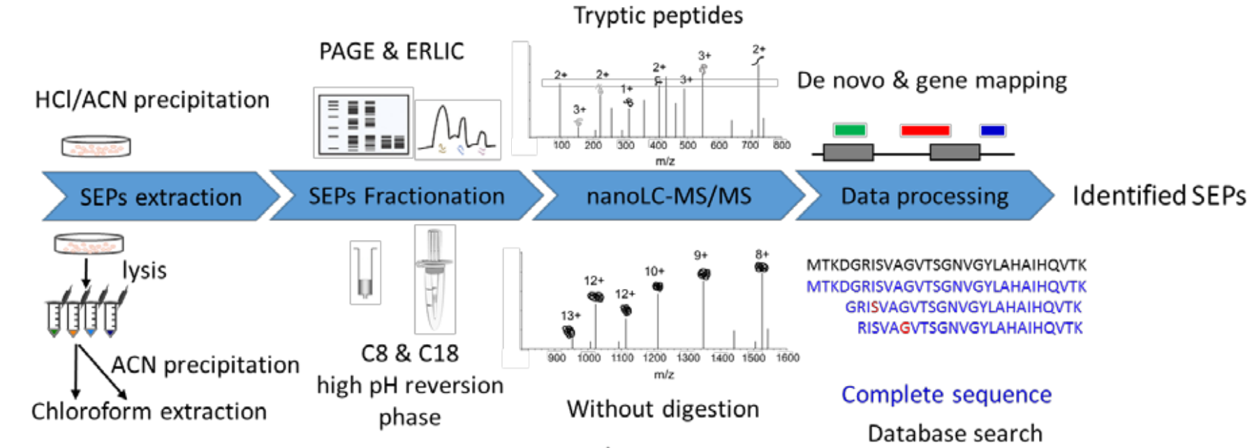 peptide-sequencing-service1.PNG