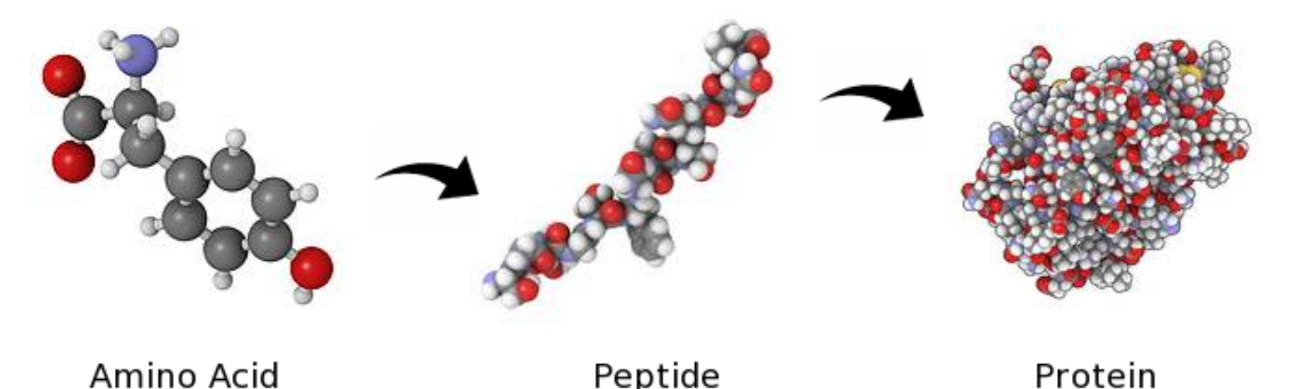 peptidomics1.png