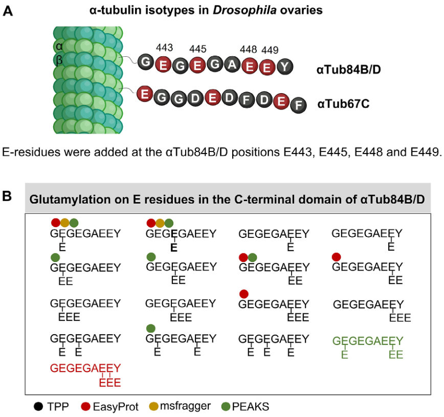 pharm-antibody-c-terminal-variation-analysis-service1.PNG