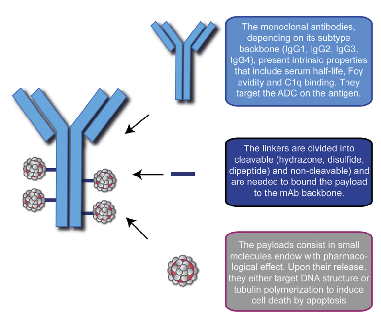 pharm-antibody-drug-conjugate-adc-analysis-service1.PNG