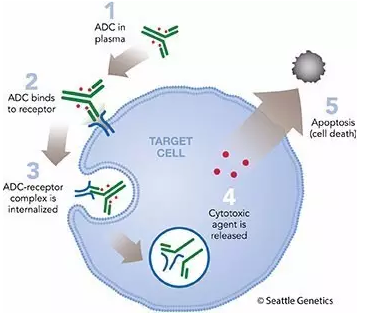 pharm-antibody-drug-conjugate-adc-analysis1.png