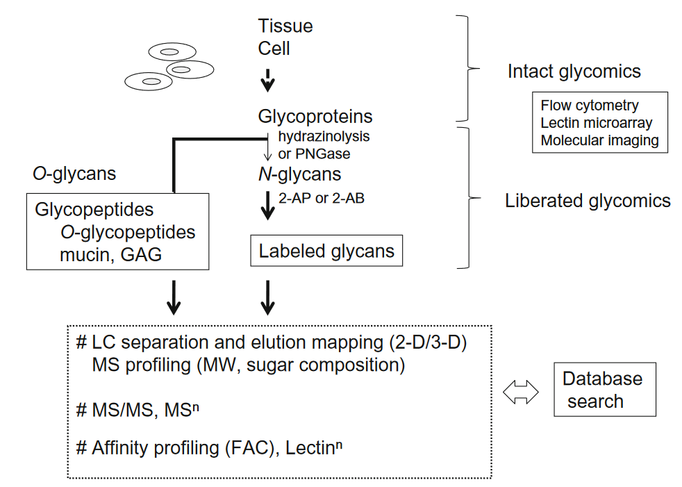 pharm-glycan-profiling-analysis-service1.PNG