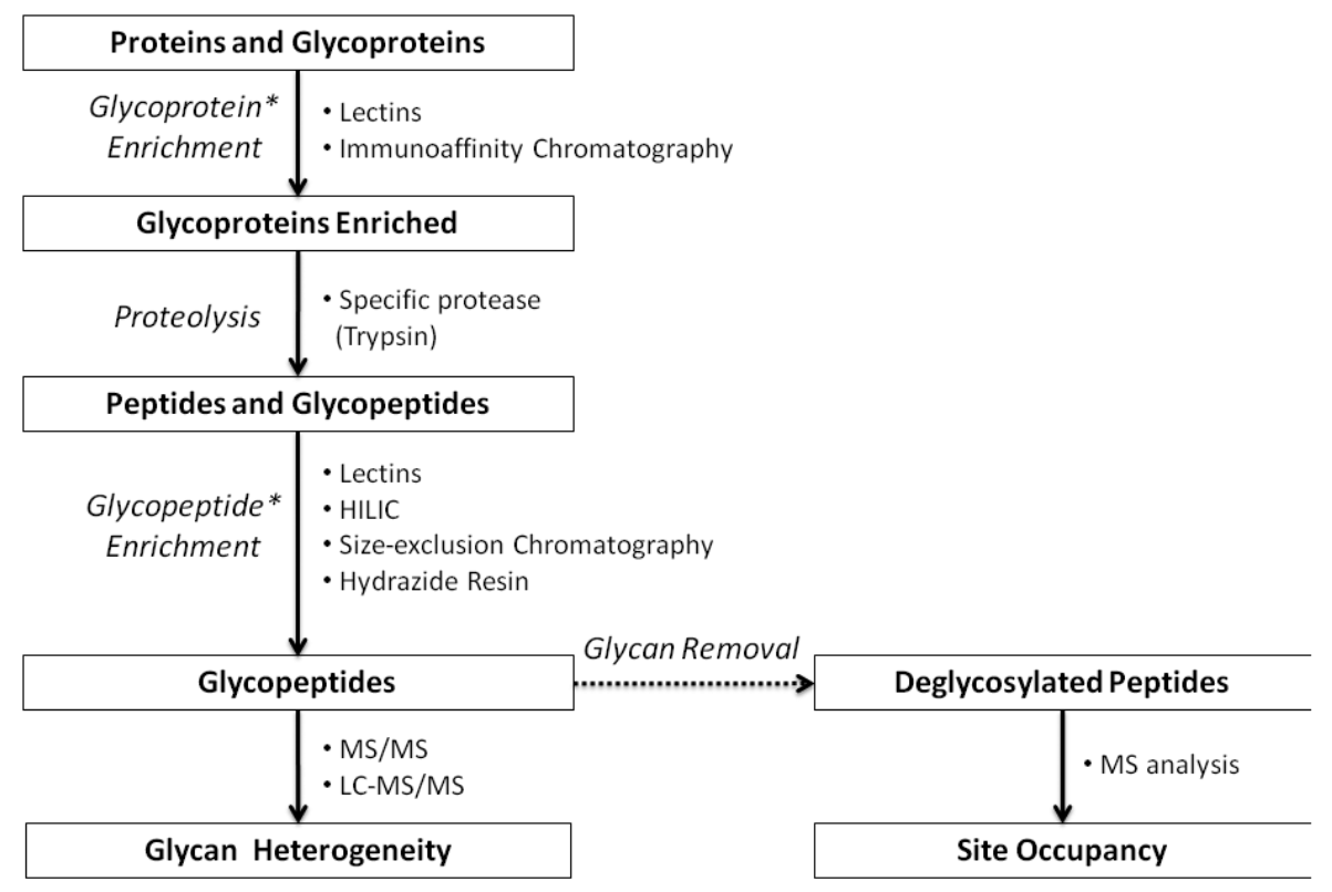 pharm-glycosylation-site-analysis-service1.PNG