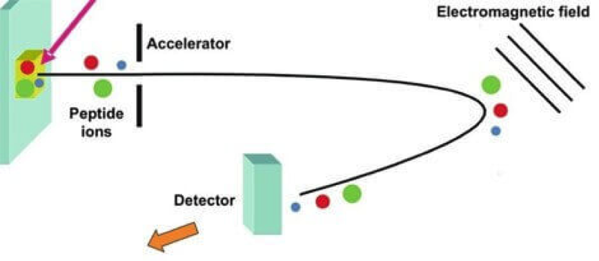 pharm-molecular-weight-analysis1.png