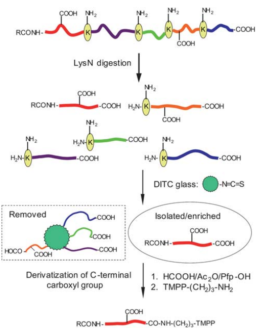 pharm-n-c-terminal-sequencing-service1.PNG