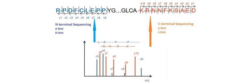 pharm-n-c-terminal-sequencing1.jpg