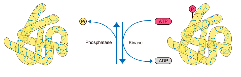 Phospho-Proteomics Identification and Quantification-MtoZ Biolabs