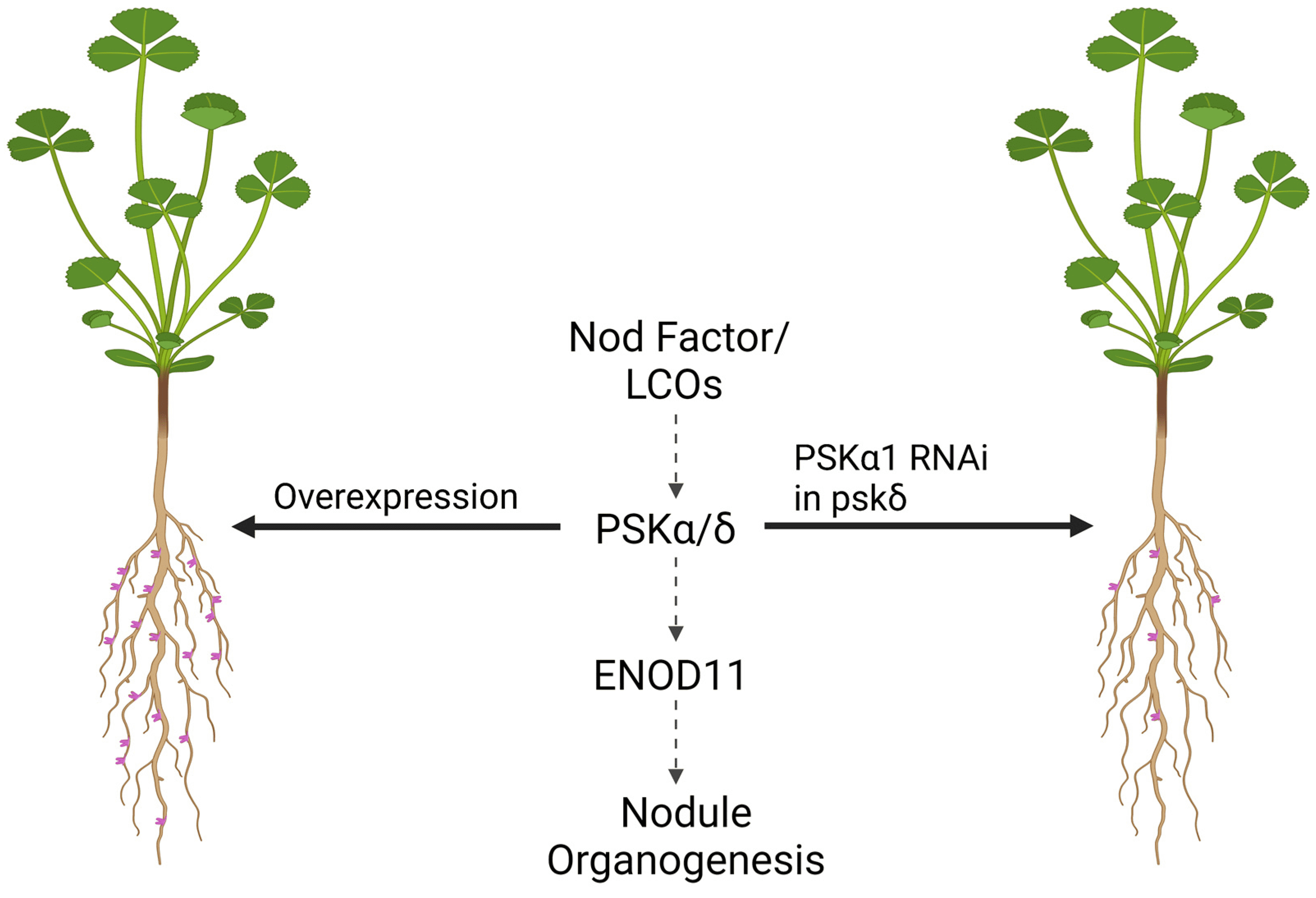 phytosulfokine-psk-analysis-service1.png