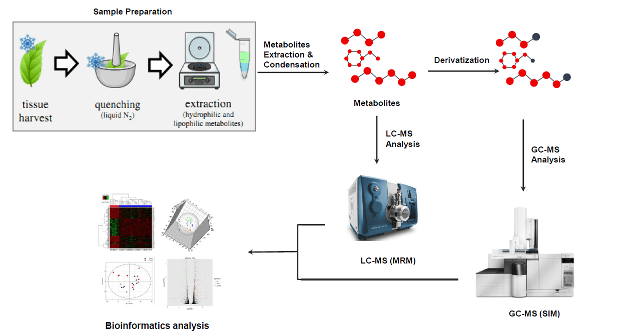 plant-metabolomics-analysis-service1.png