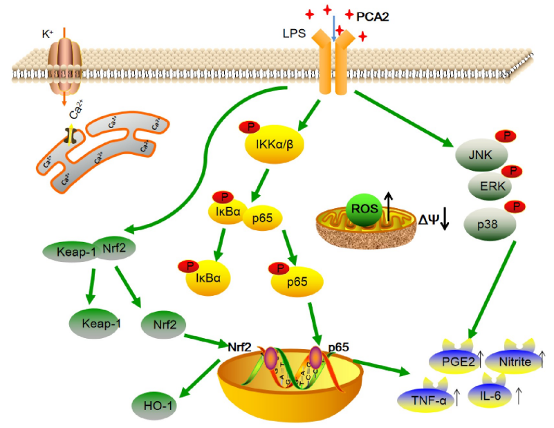 procyanidin-a2-analysis-service4.PNG