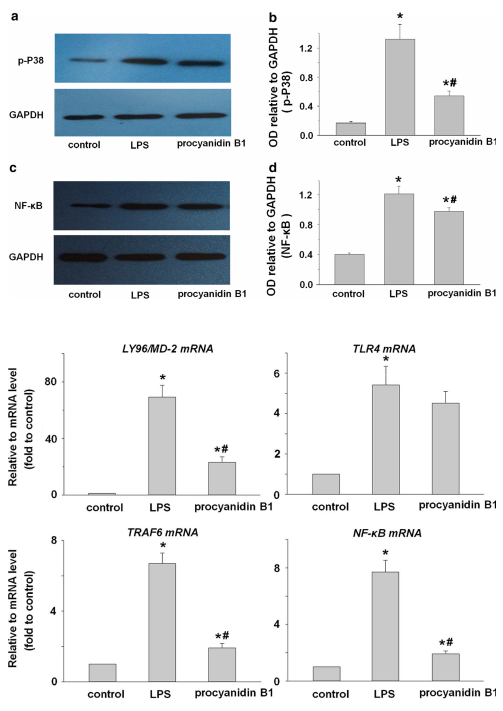 procyanidin-b1-analysis-service5.PNG