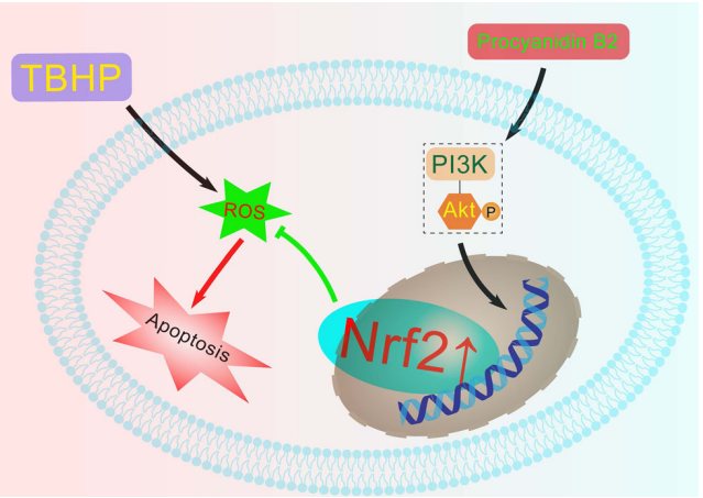 procyanidin-b2-analysis-service4.PNG