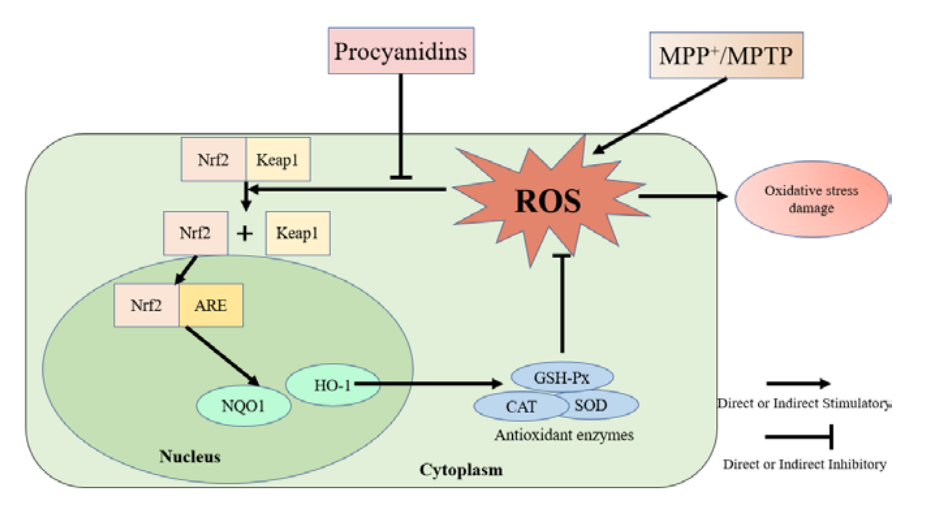 procyanidin-b3-analysis-service4.PNG