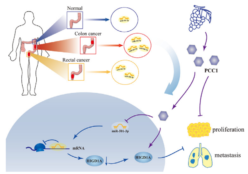 procyanidin-c1-analysis-service4.PNG