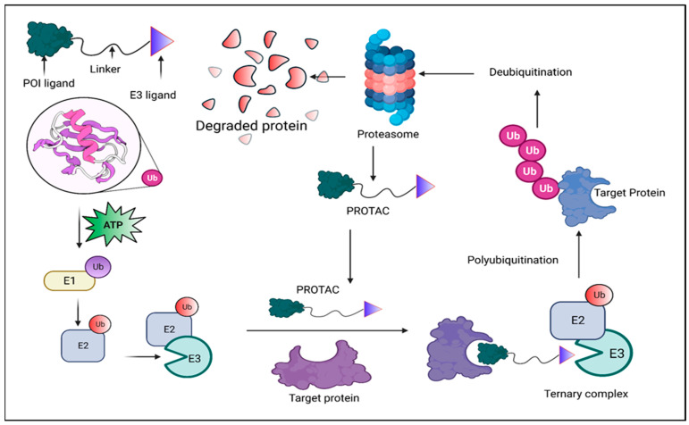 protac-drug-off-target-assessment1.png