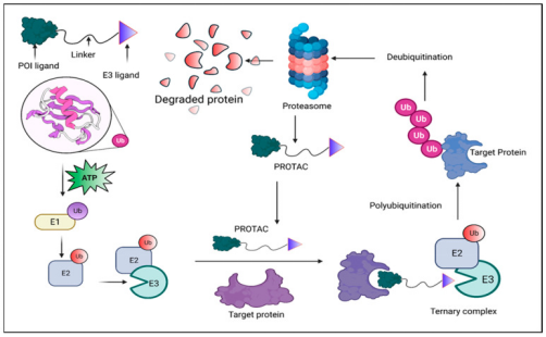 protac-molecular-activity-assay-and-screening1.png