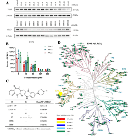 protac-molecular-activity-assay-and-screening10.png