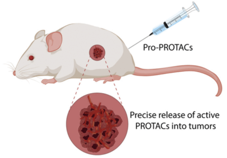 protac-molecular-activity-assay-and-screening12.png