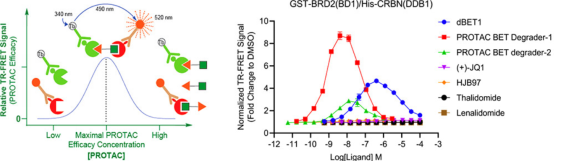 protac-molecular-activity-assay-and-screening2.png