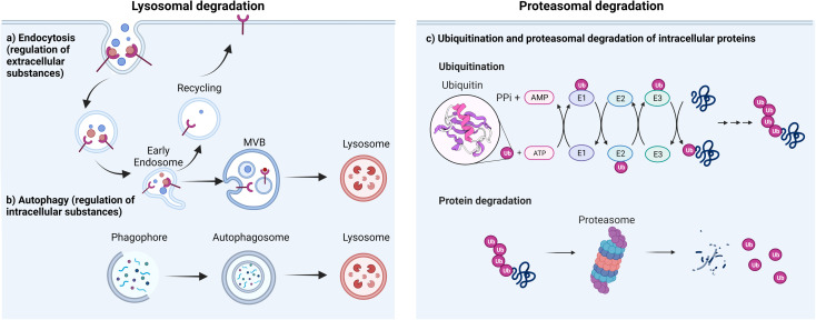 protac-molecular-glue-screening1.png