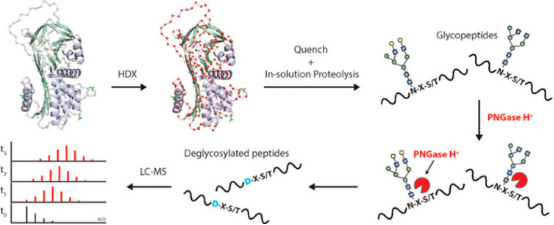 protein-and-protein-binding-site-analysis11.png