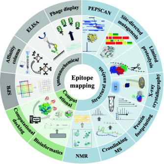 protein-and-protein-binding-site-analysis3.png