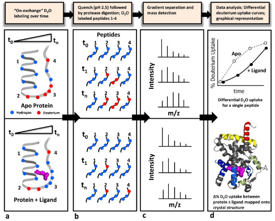 protein-and-small-molecule-binding-site-analysis1.png