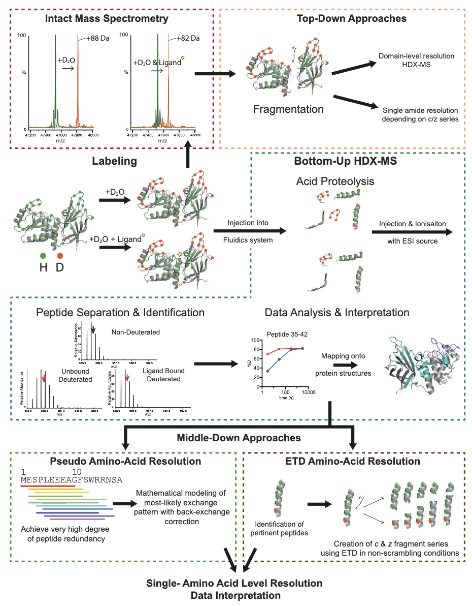 protein-conformation-analysis-based-on-hdx3.png