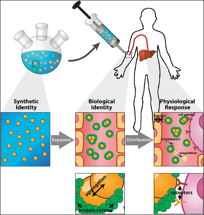 protein-corona-mediated-targeted-delivery-of-nanomedicines1.png