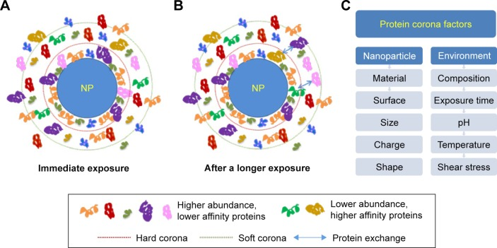 protein-corona-mediated-targeted-delivery-of-nanomedicines2.png