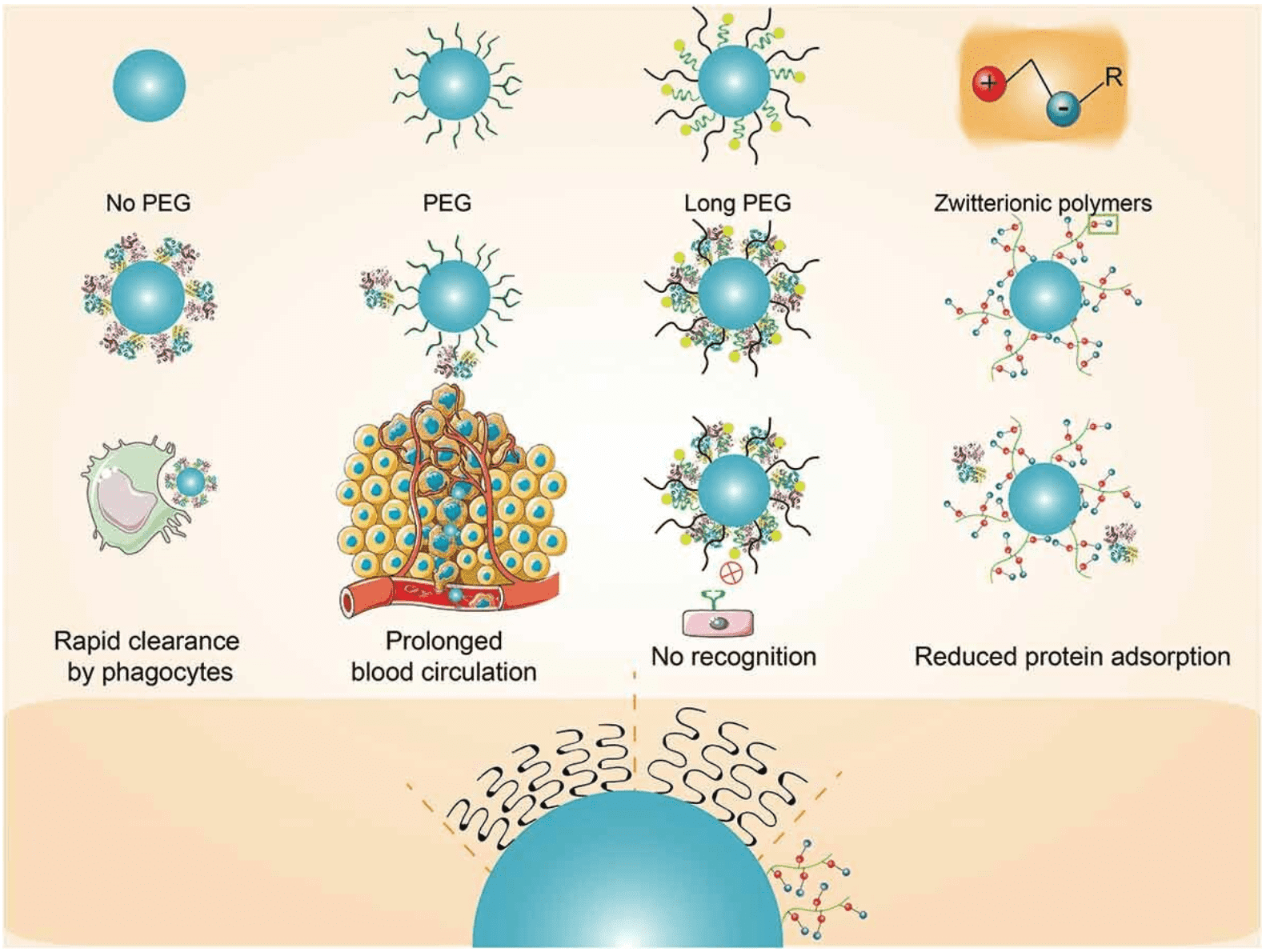 protein-corona-mediated-targeted-delivery-of-nanomedicines3.png