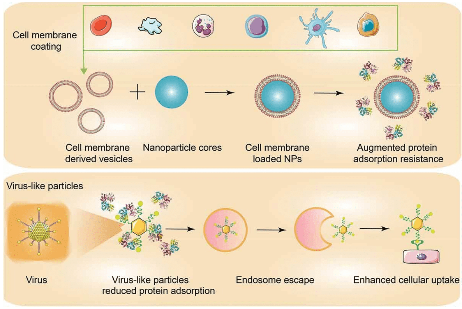 protein-corona-mediated-targeted-delivery-of-nanomedicines4.png