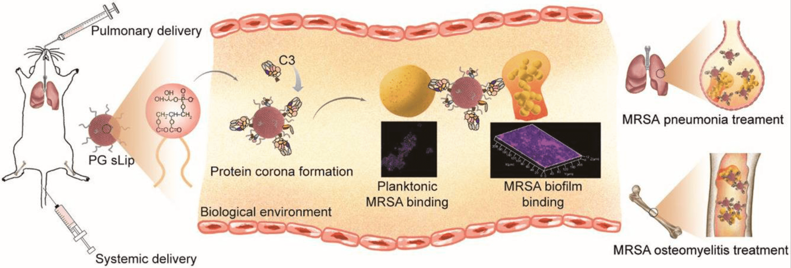 protein-corona-mediated-targeted-delivery-of-nanomedicines6.png