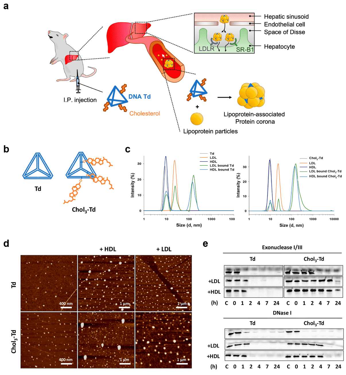 protein-corona-mediated-targeted-delivery-of-nanomedicines8.png