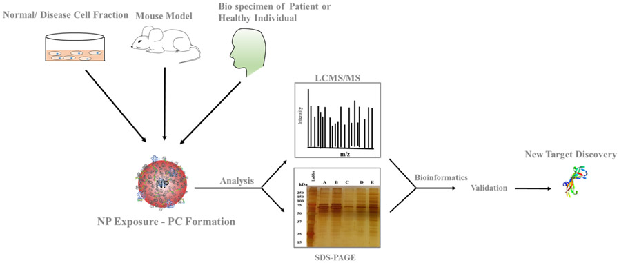 protein-corona-proteomics3.png