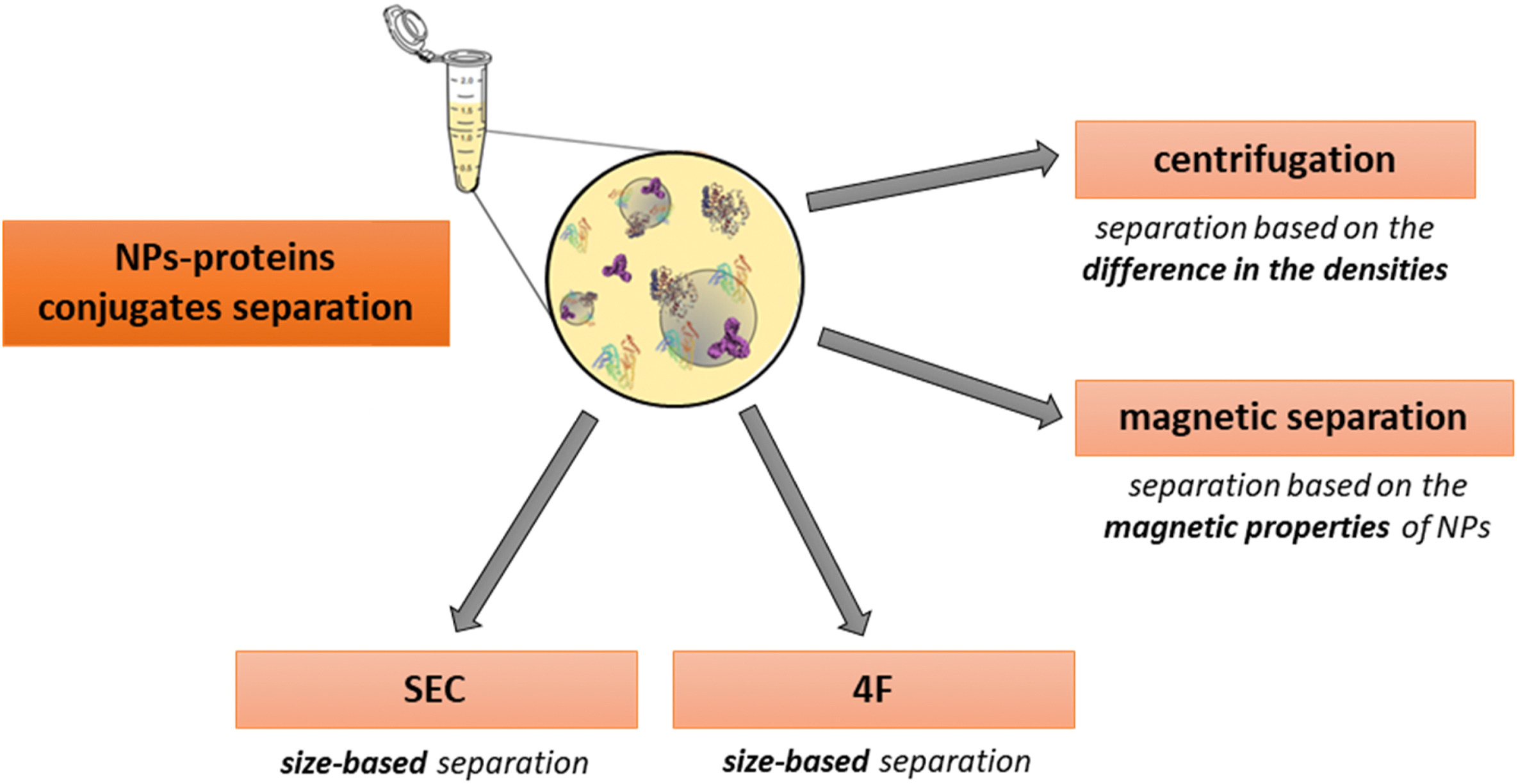 protein-corona-proteomics4.png