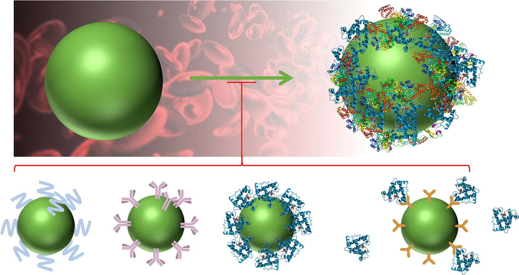 protein-corona1.png