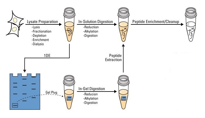 protein-digestion1.png