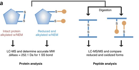 protein-disulfide-bond-analysis-service1.png