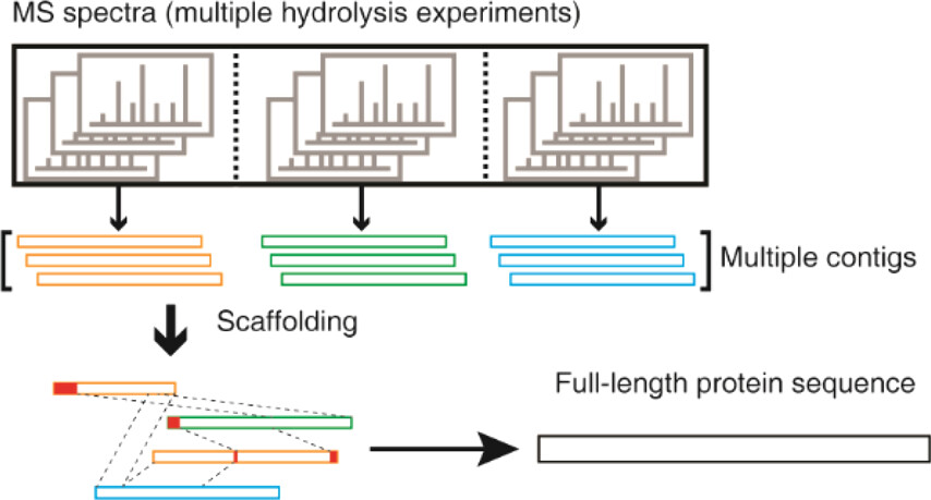 protein-full-length-sequencing-sercive1.jpeg