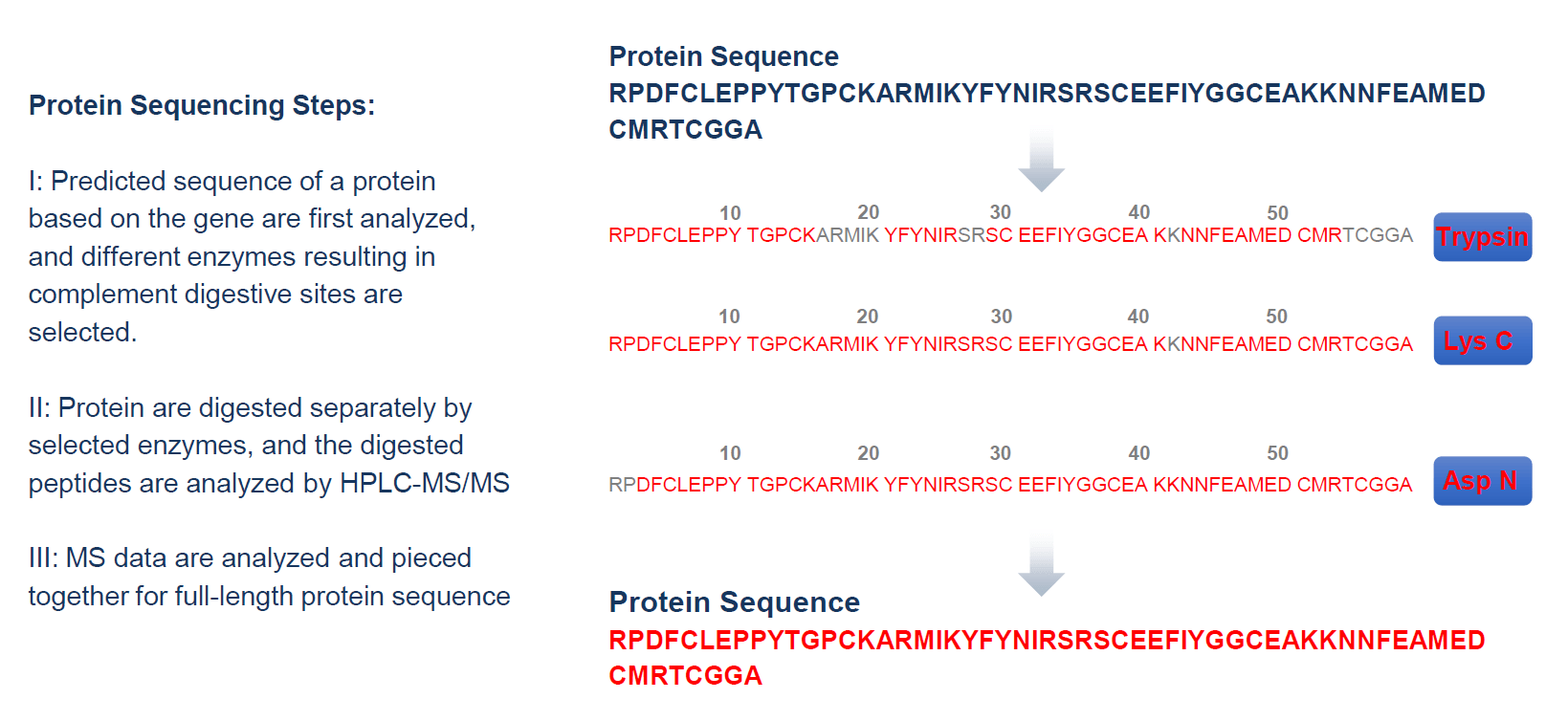 protein-full-length-sequencing-service1.png