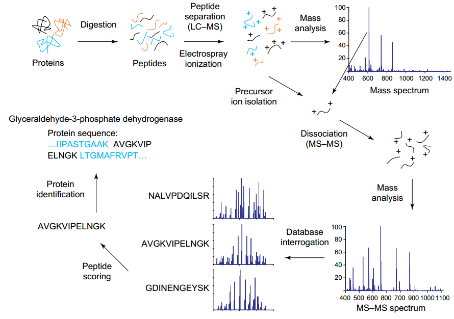 protein-identification-analysis-service1.PNG