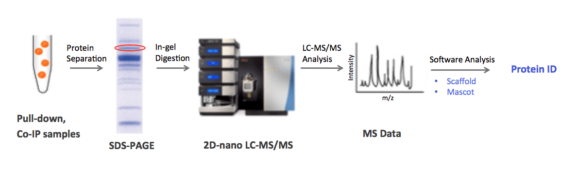 protein-identification1.png