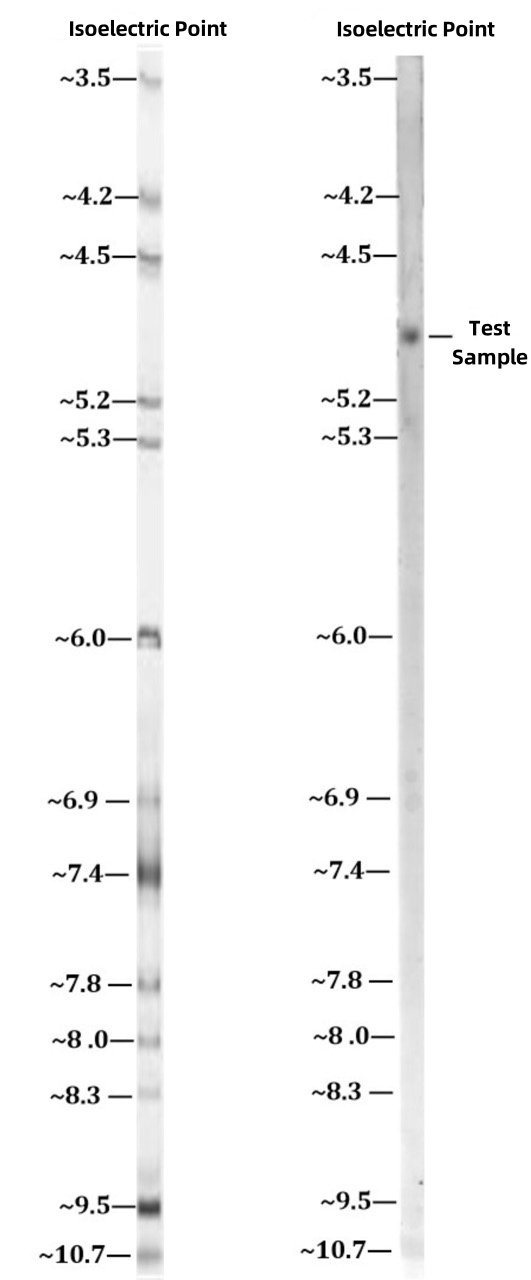 protein-isoelectric-point-analysis-based-on-ief1.jpg