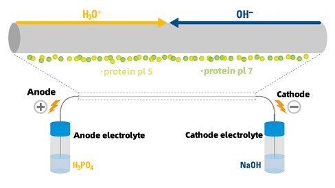 protein-isoelectric-point-determination1.jpg