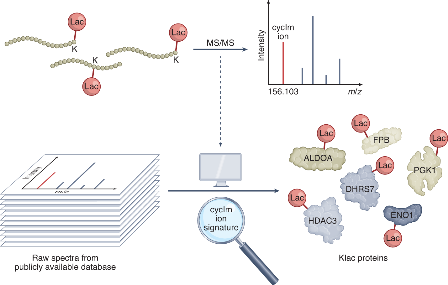 protein-lactylation-modification1.png