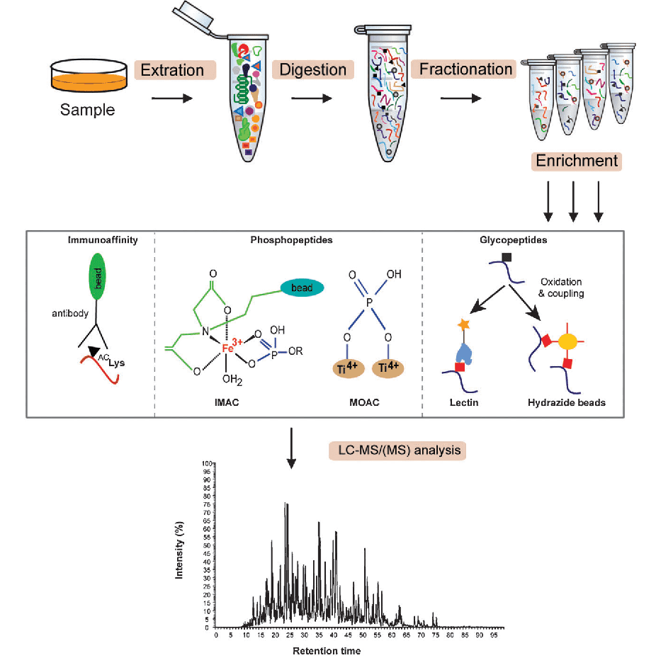 protein-lactylation-modification3.png