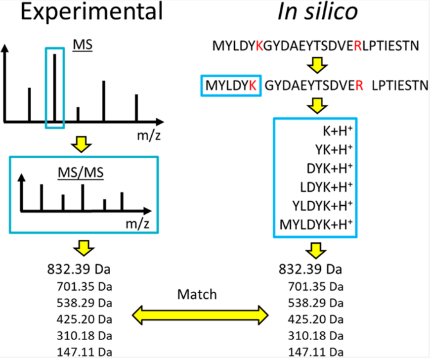 protein-mass-spectrometry-identification-service1.PNG