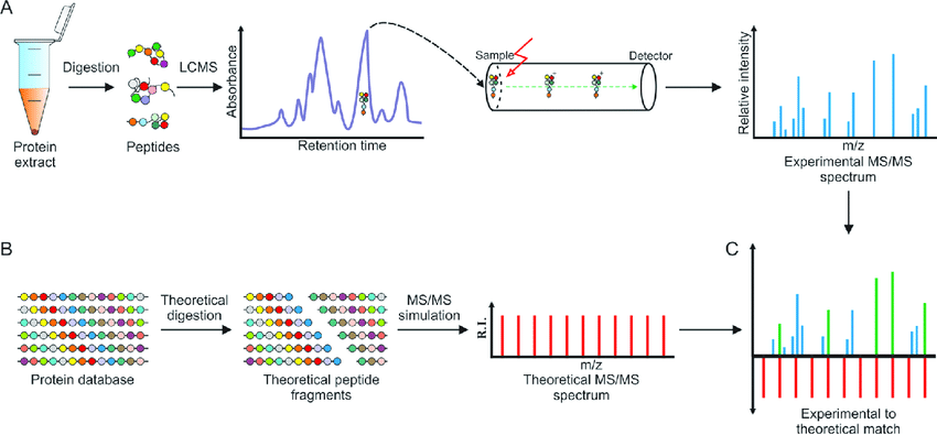 protein-mass-spectrometry-sequencing-service1.png